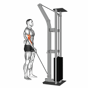 01901201-Cable-One-Arm-Curl_Upper-Arms_thumbnail_@3x.jpg