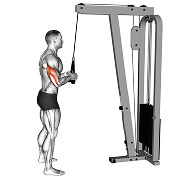 02001201-Cable-Pushdown-(with-rope-attachment)_Upper-Arms-FIX_thumbnail_@3x.jpg