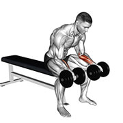 04011201-Dumbbell-Seated-Palms-Up-Wrist-Curl_Forearms_thumbnail_@3x.jpg