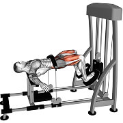 107891201-Lever-Hip-Thrust-(male)_Hips_thumbnail_@3x.jpg