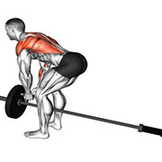 32001201-Lever-Bent-over-Row-with-V-bar-(plate-loaded)_Back_thumbnail_@3x.jpg